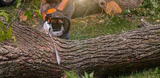 Best Stump Grinding and Removal  in Springville, UT