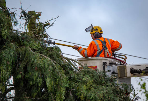 How Our Tree Care Process Works  in  Springville, UT